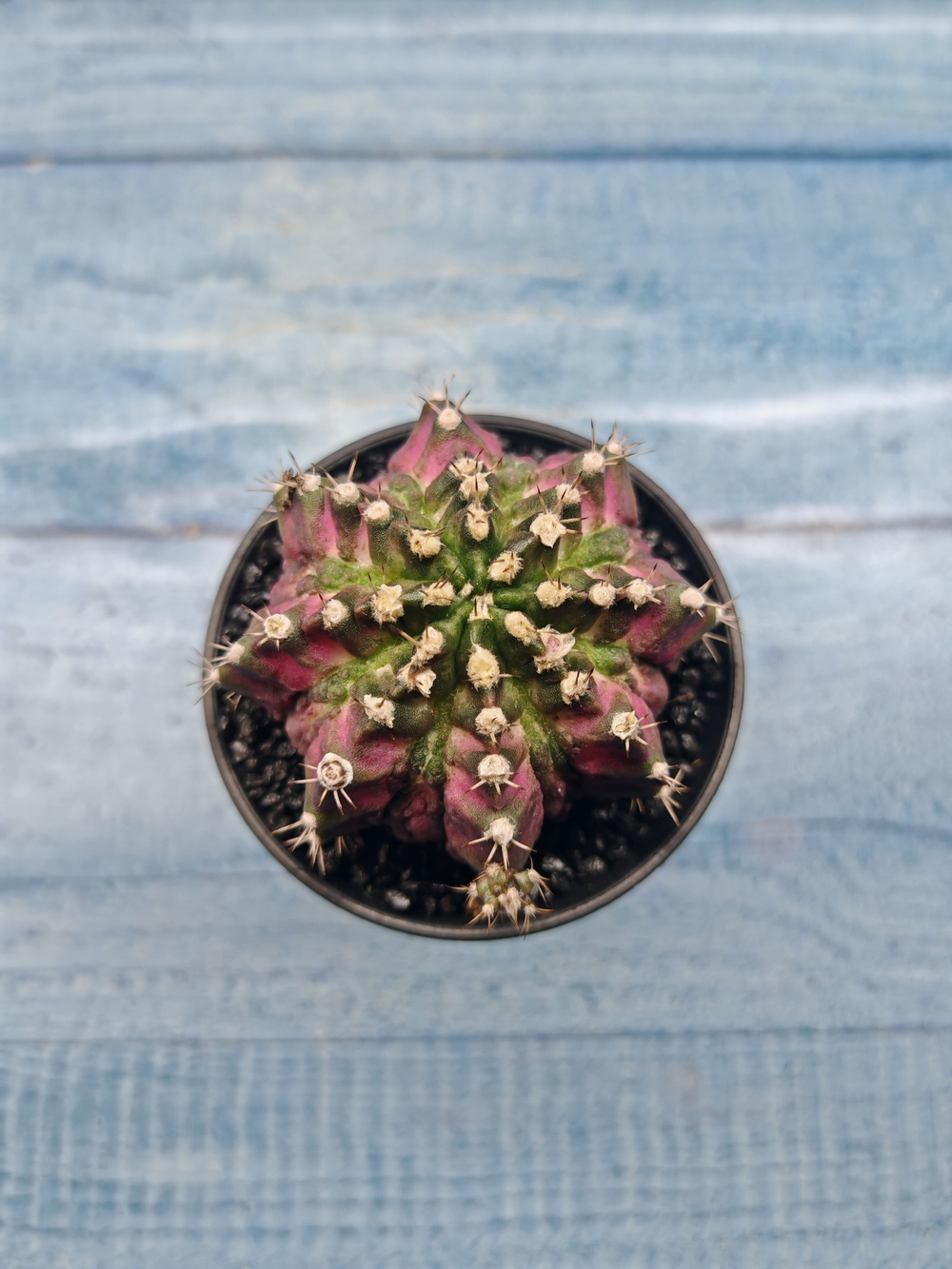 Gymnocalycium T-Rex Pink hybrid (Гимнокалициум T-rex)