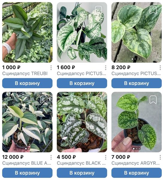 Предзаказ Ароидные Таиланд, поставка S07 июнь 2026