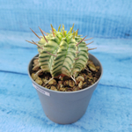 Euphorbia meloformis f. Variegated (Эуфорбия вариегатная)