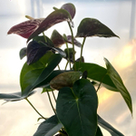 Антуриум Андрэ ARAMON