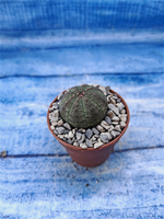 Euphorbia Obesa (Эуфорбия)