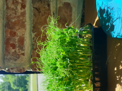 Свежая микрозелень гороха / 5 боксов / суперфуд