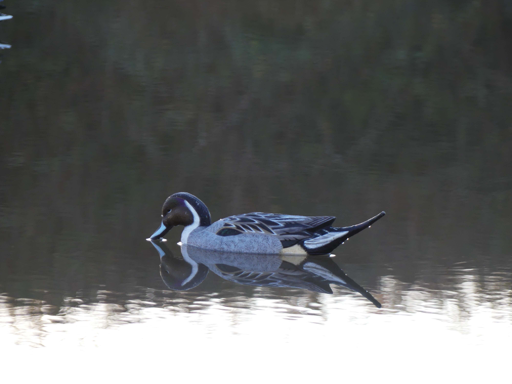 Шилохвость селезень "FA LIVE PINTAIL FLOATERS" (6 селезней)