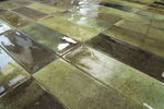 Smile Tile Jazz Olive 7.5x22.5