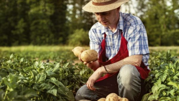 Россельхозбанк: 90% покупателей фермерских продуктов выбирают глазами