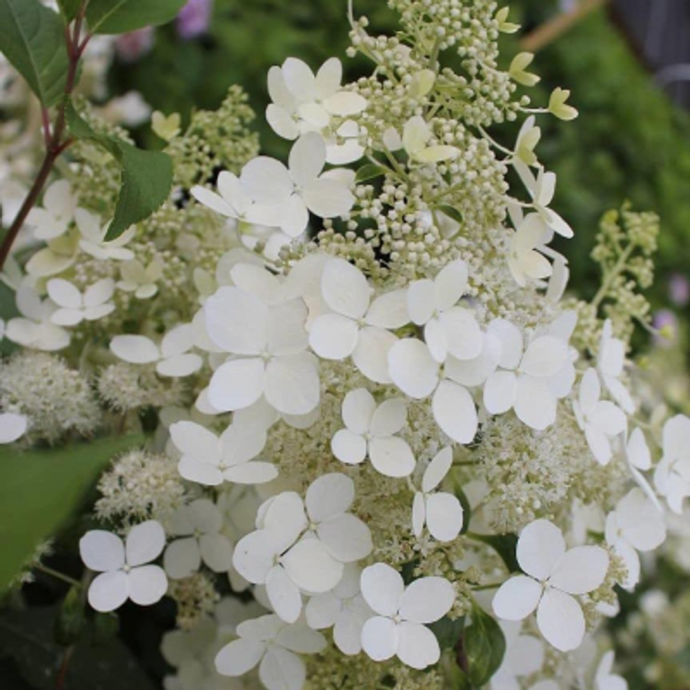 "Брюссельские Кружева" ("Brussels Lace", "White Lace") Метельчатая гортензия
