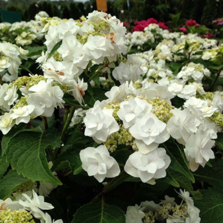 Веддинг Гоун «Wedding Gown» р14 Европа весна 2026 г.