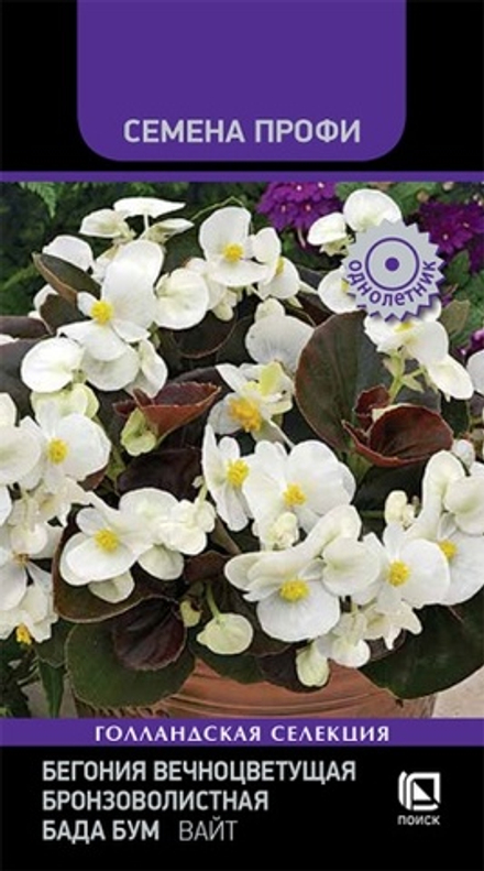 Бегония Бада Бум Вайт вечноцветущая бронзоволистная  15шт Поиск