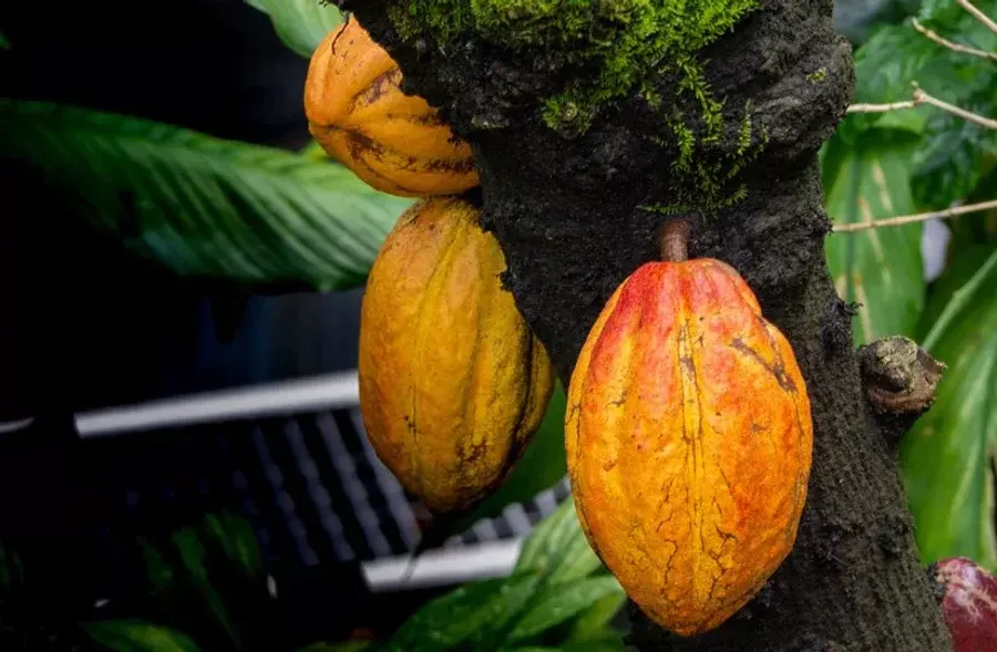 Производители какао. Часть 1