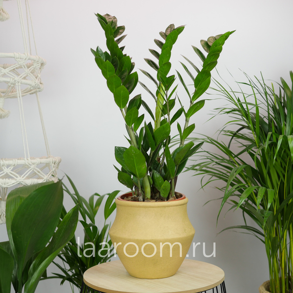 Замиокулькас 17/60