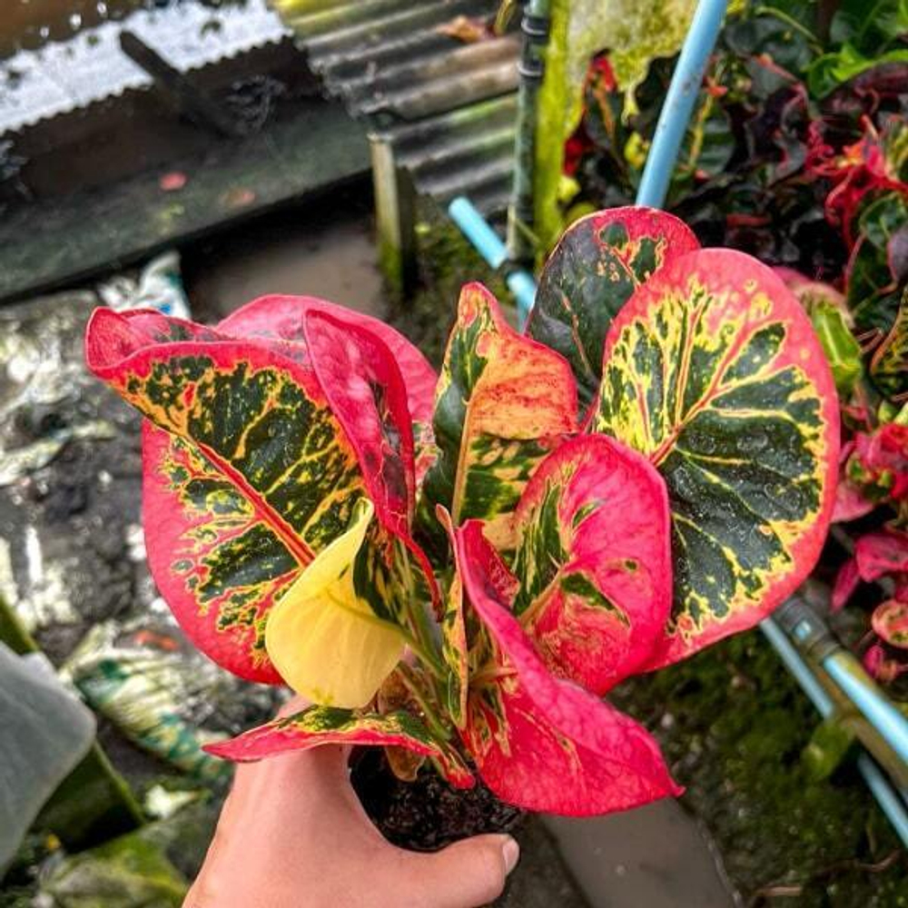 Кротон SAP SOMBOON