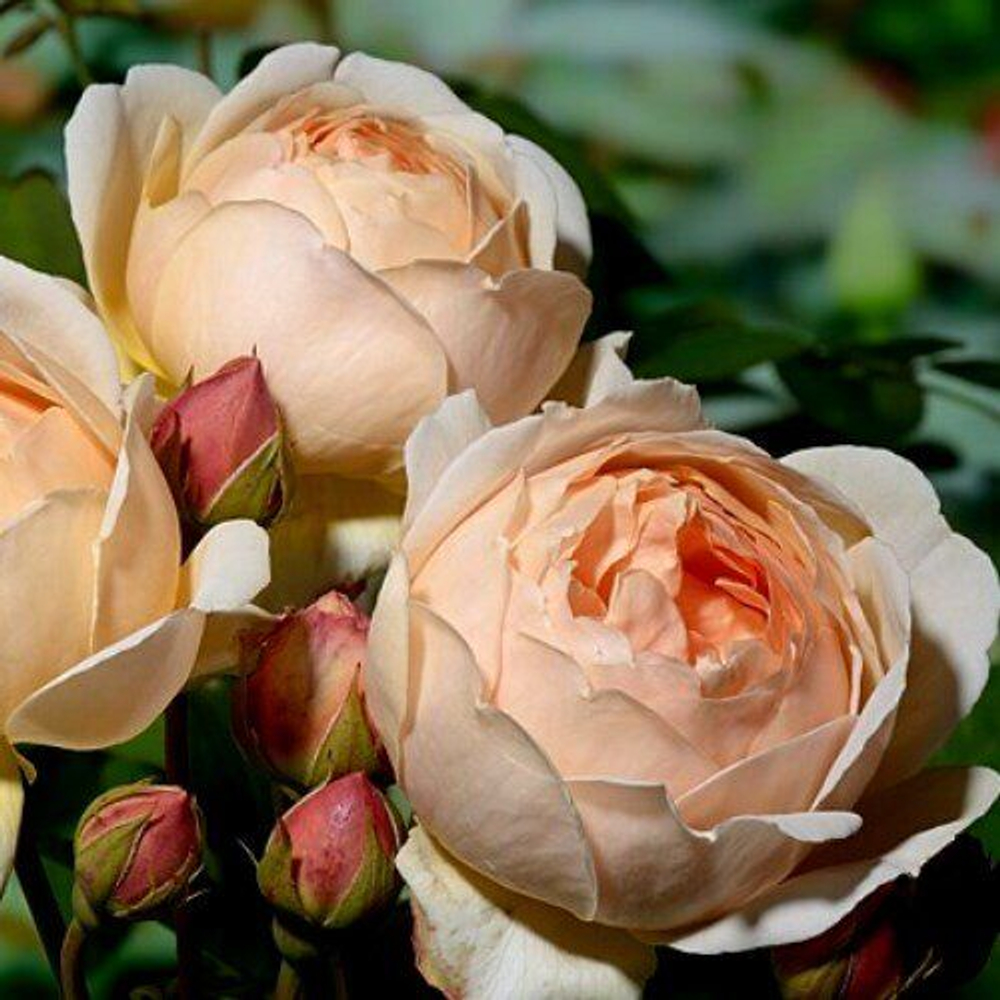 Роза английская душистая Джуд зе Обскур С6