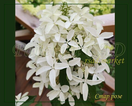Гортензия метельчатая Стар Роуз- Звёздная Роза (Hydrangea paniculata `Star Rose`)