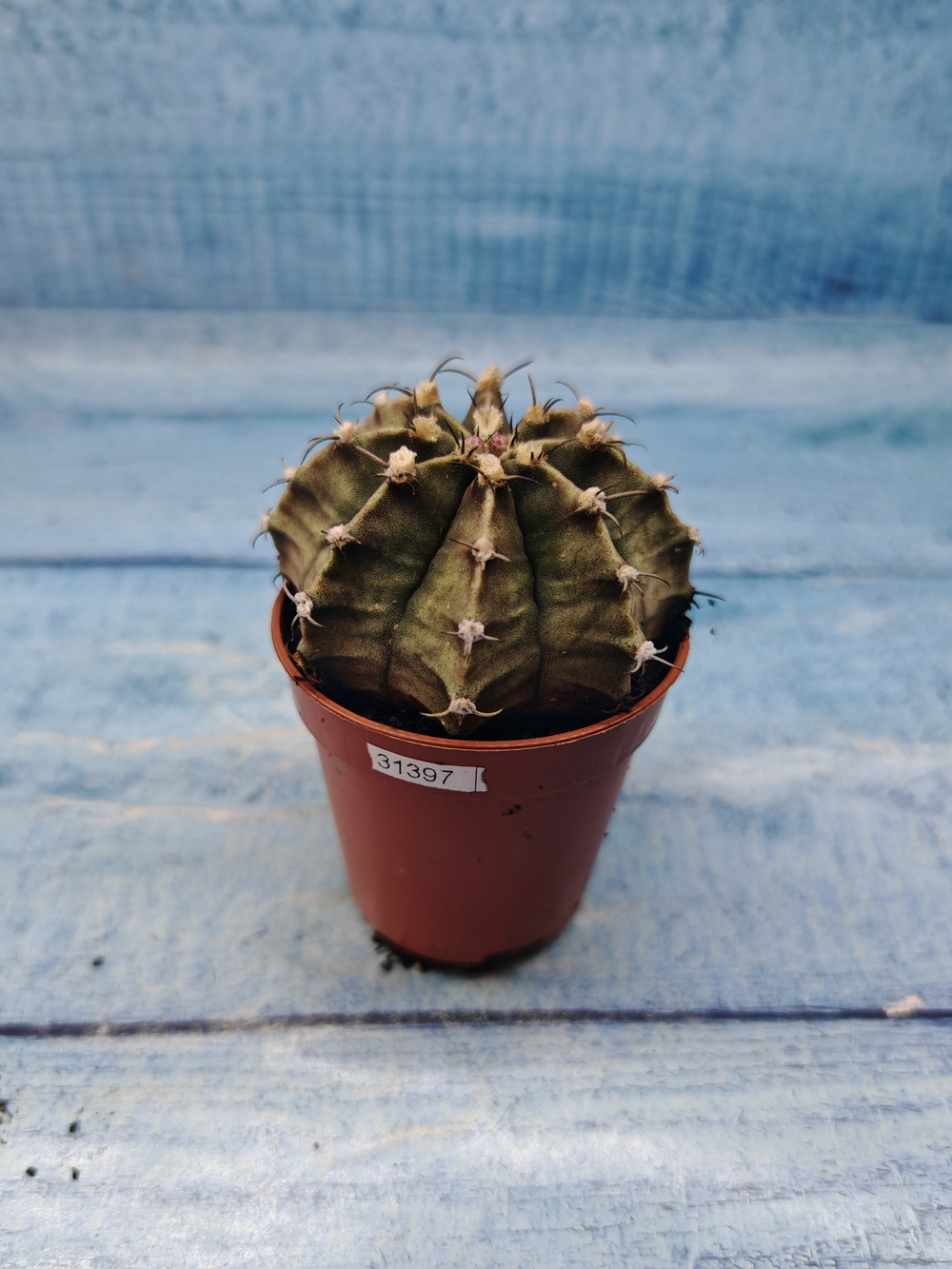 Gymnocalycium Friedrichii (Гимнокалициум)