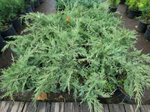 Можжевельник средний «Pfitzeriana Glauca»
