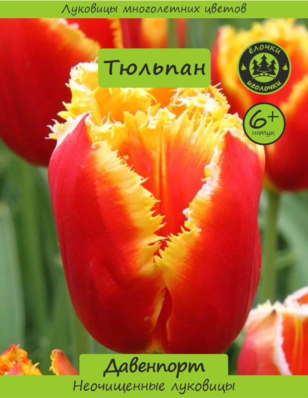 Тюльпан Луковица, Давенпорт, 6+ шт