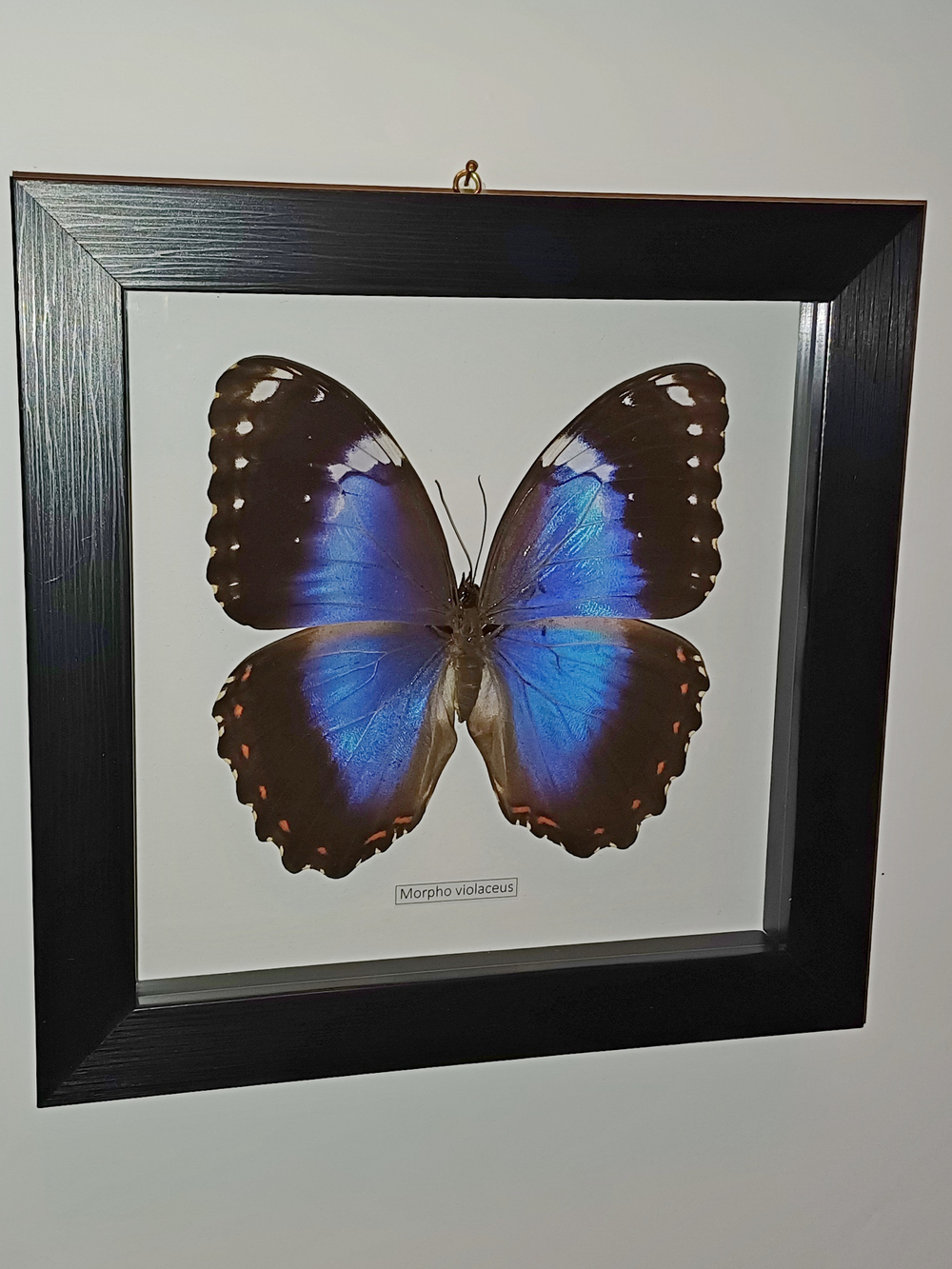 Бабочка Morpho violaceus самка в рамке
