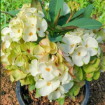 Эуфорбия Миля PETCH UDOM