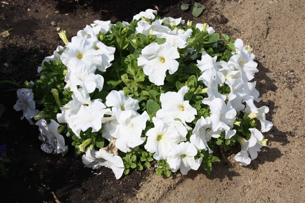 Петуния грандифлора Игл Вайт (1000др) Витагрин Профи