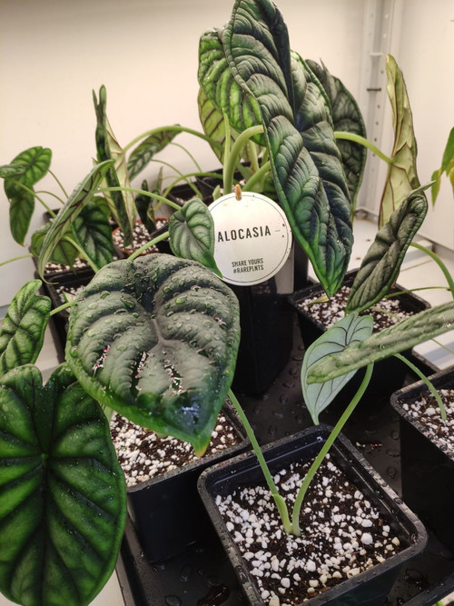 Алоказия Шкура Дракона (Alocasia Dragon Scale)