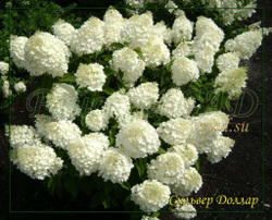 Гортензия метельчатая Сильвер Доллар- Серебрянный Доллар (Hydrangea paniculata `Silver Dollar`)