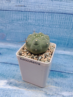 Matucana Madisoniorum (Матукана)