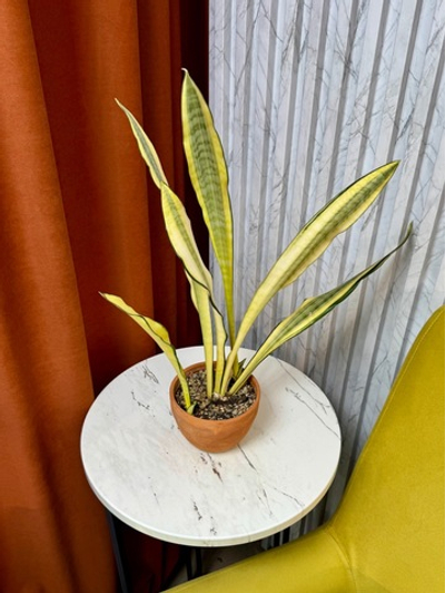 Сансевиерия Карги, D12см Н50см, 1шт, Urban Jungle (2962)