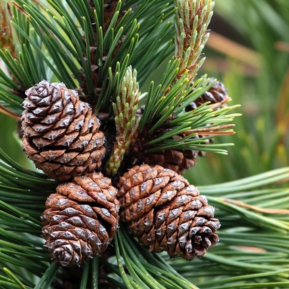 Горная сосна (Mountain Pine)