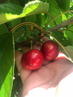 черешня чилийская сорт Bing, lapins ,Van.