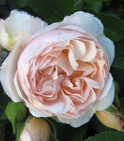 Шанталь Томасс (Chantal Thomass)