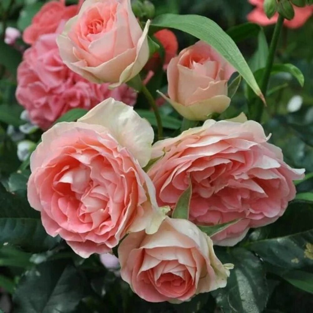 Роза на Штамбе Ждет Сет