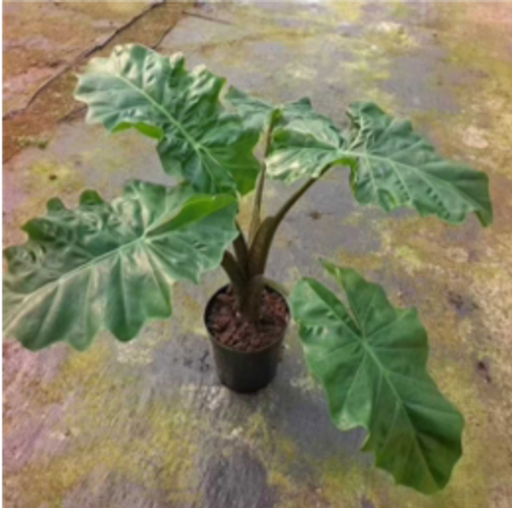 Алоказия Low Rider д.15