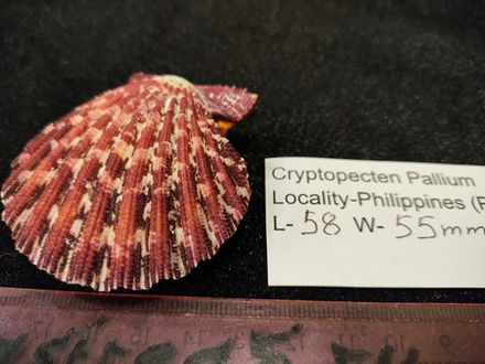 Криптопектен паллиум 40мм-75мм