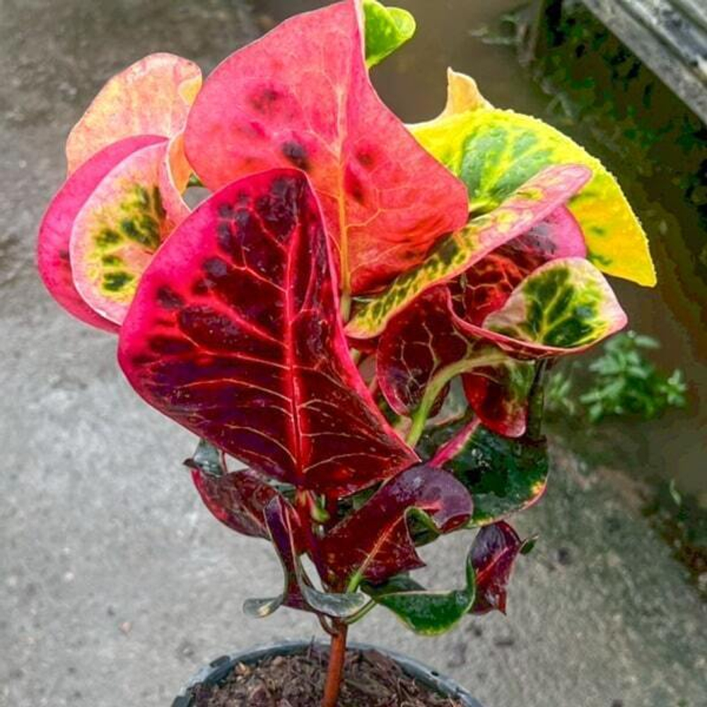 Кротон CHOMPHU PHANTHIP