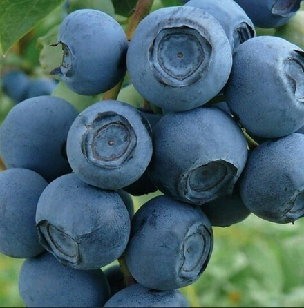 ЧАНДЛЕР (Chandler) голубика 2 года С2(пакет)