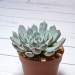 Echeveria Cuspidata Zaragoza (Эхеверия)