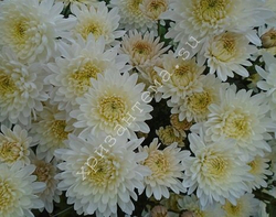 Хризантема кустовая Zembla white ☘ к.58   (отгрузка Май)