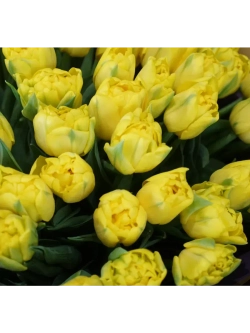 Тюльпаны пионовидные ,луковицы сорт LIMOUSINE желтые (4шт)