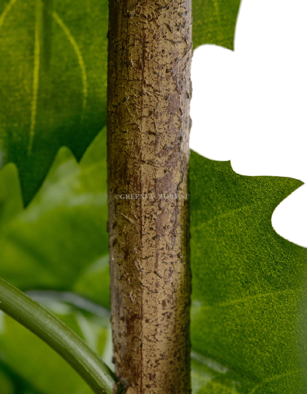 Тетрастигма ветвь де Люкс интерьерная (с крепежным элементом)