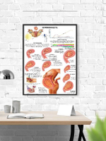 Комплект плакатов для кабинета акушера-гинеколога