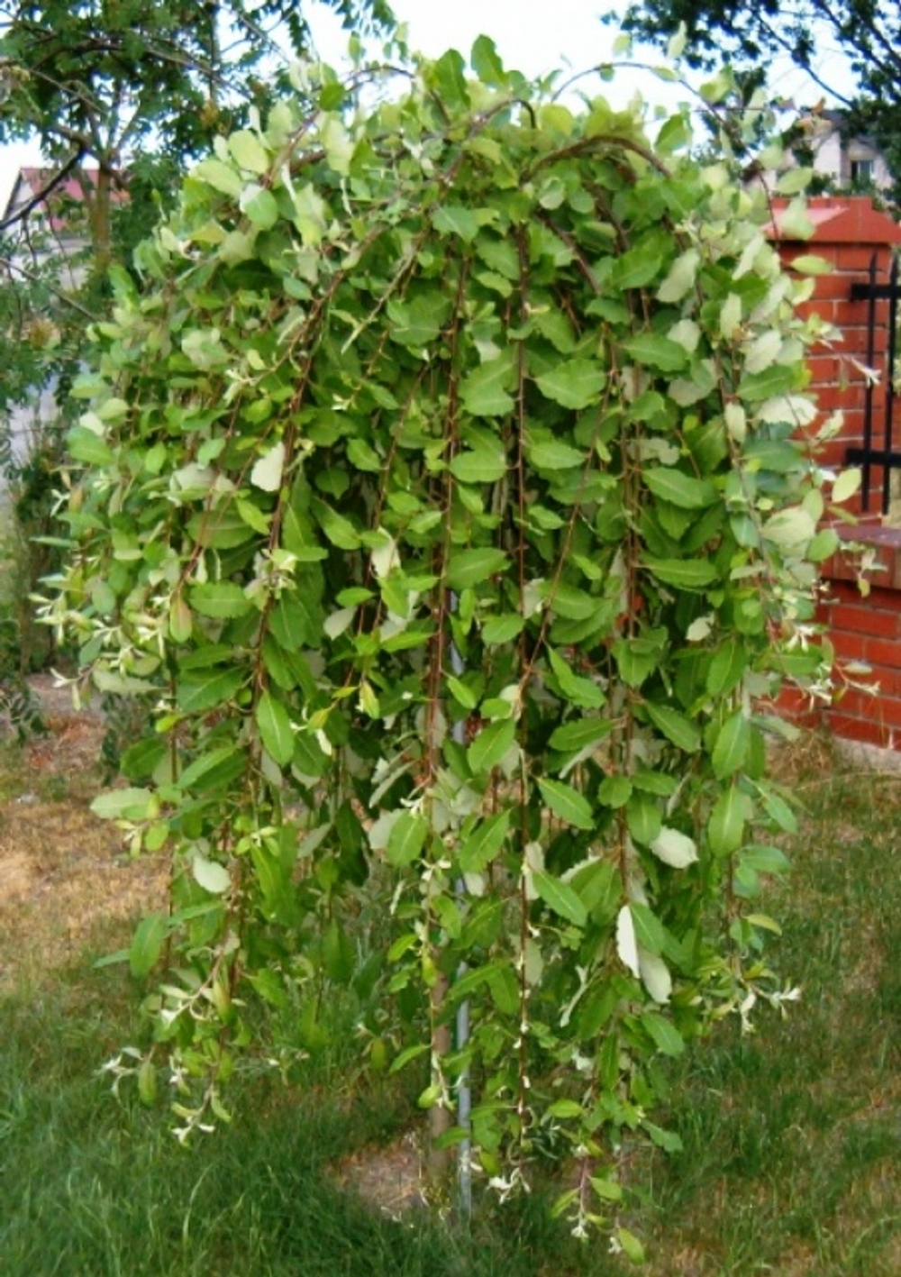 Ива козья Килмарнок С10 Ра150-160