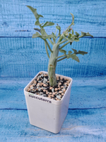 Senecio Articulatus (Крестовник)