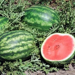 Танго F1 семена арбуза (Vilmorin / Вильморин)