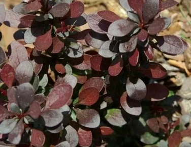 Кустарники июнь 2026