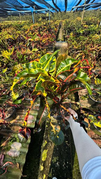 Кротон Phaya Khrut – Garuda