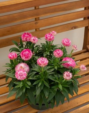 3912 Брактеанта GRANVIA OLD PINK FLAME COMPACT (ВЕСНА 2025)