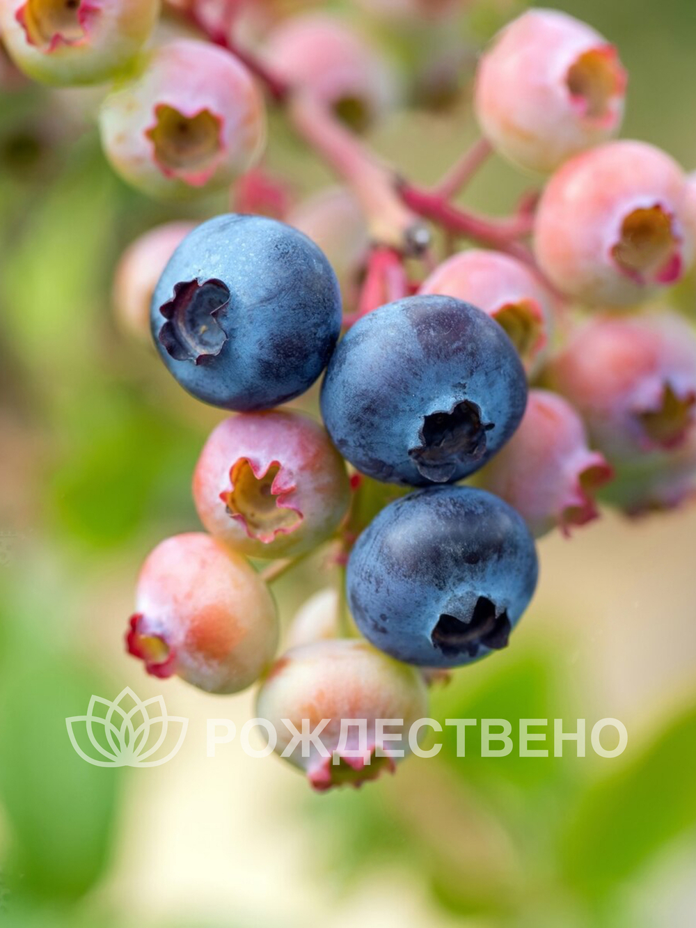 Голубика садовая Дюк
