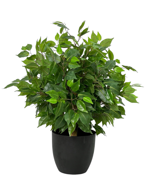 Фикус Бенджамина 65 см.