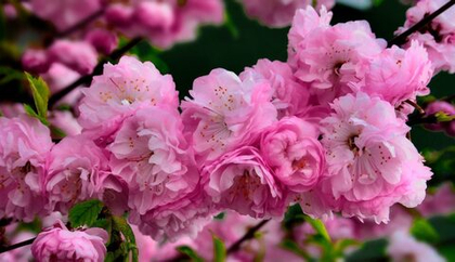 Вишня железистая Розеа Плена