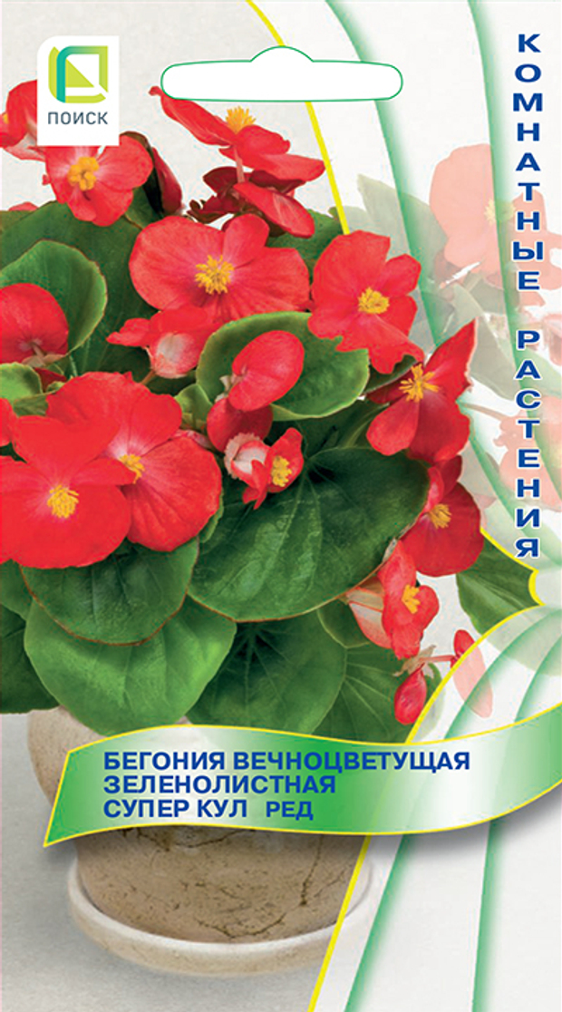 Бегония вечноцветущая зеленолистная Супер Кул Ред